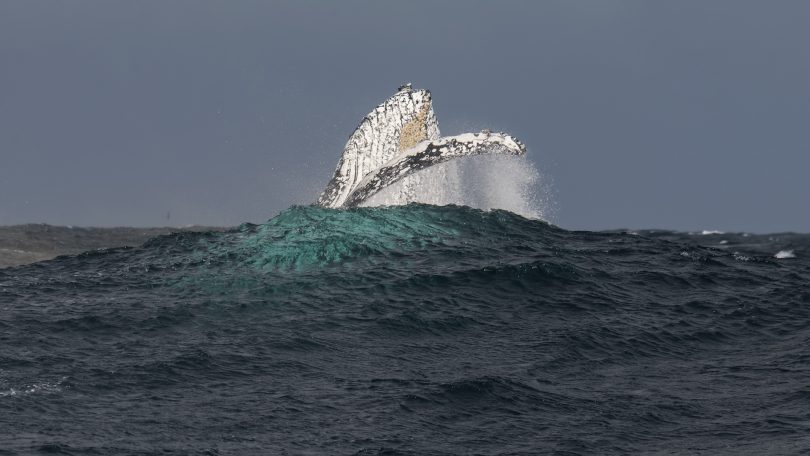 If you can handle it, whales are more active in rougher weather