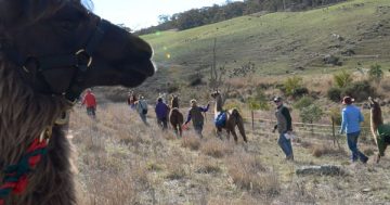 Alpaca Magic's Spring Open Day promises to be cuteness overload