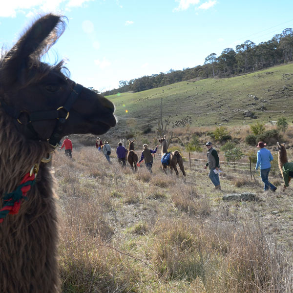 Walking alpacas