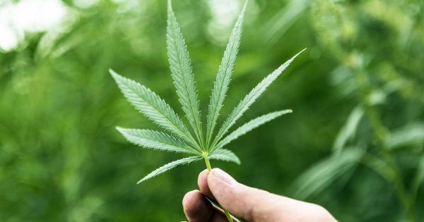 Cannabis laws again raise the issue of Canberra's ability to govern ourselves