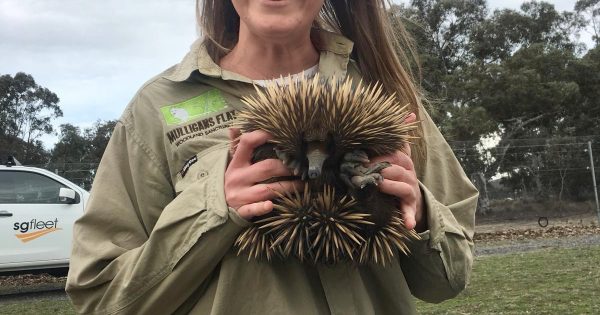 Volunteers needed to put the polish on echidna population