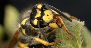 Canberrans start to feel the sting as wasp season approaches