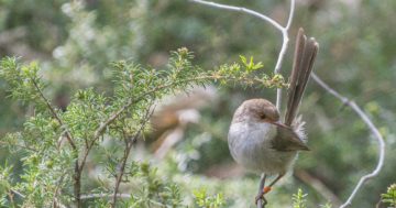 Warming takes the heat out of fairy-wrens