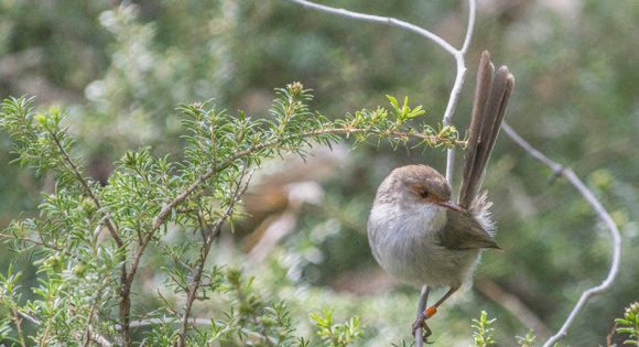 Warming takes the heat out of fairy-wrens