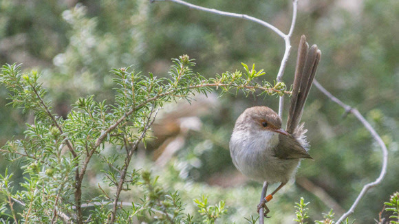 Fairy-wren