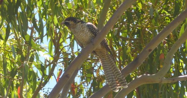 The koels (and their call) return to Canberra for spring