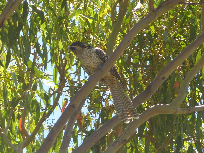 A female koel in Duffy