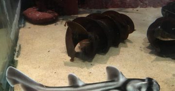 Merimbula Aquarium's accidental breeding program the result of happy critters