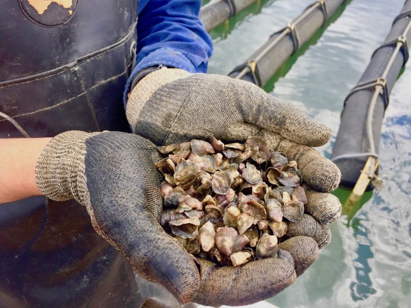 Handfuls of baby oysters