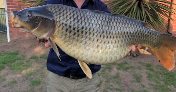 Far South Coast fishers encouraged to report, euthanise carp