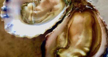 Between a rock and a taste place – this year, take the Narooma Oyster Festival home