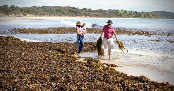 Far South Coast beaches awash with edible treasures
