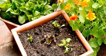 Notes from the kitchen garden: sorting out summer salad