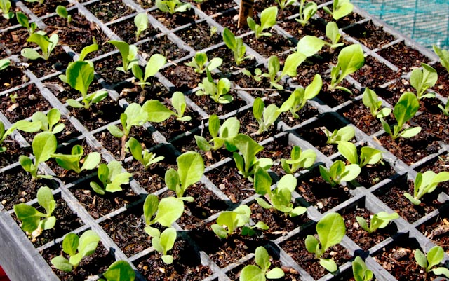 Lettuce propagate