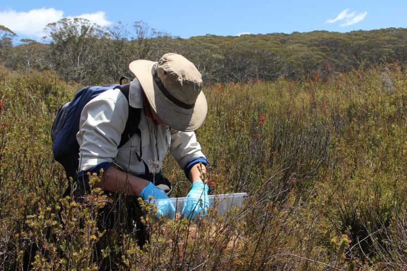 Scientists releasing the frogs