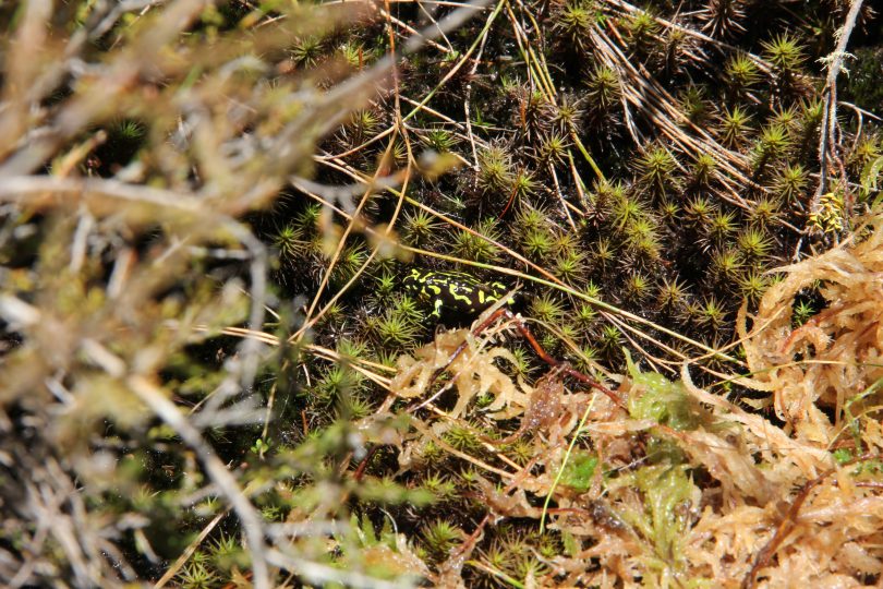 The Northern Corroboree frog