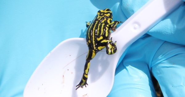 Juvenile frogs released in Namadgi to fight their greatest villain