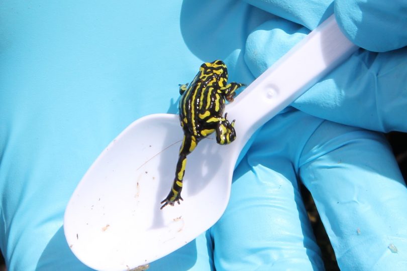 Frogs released into the wild