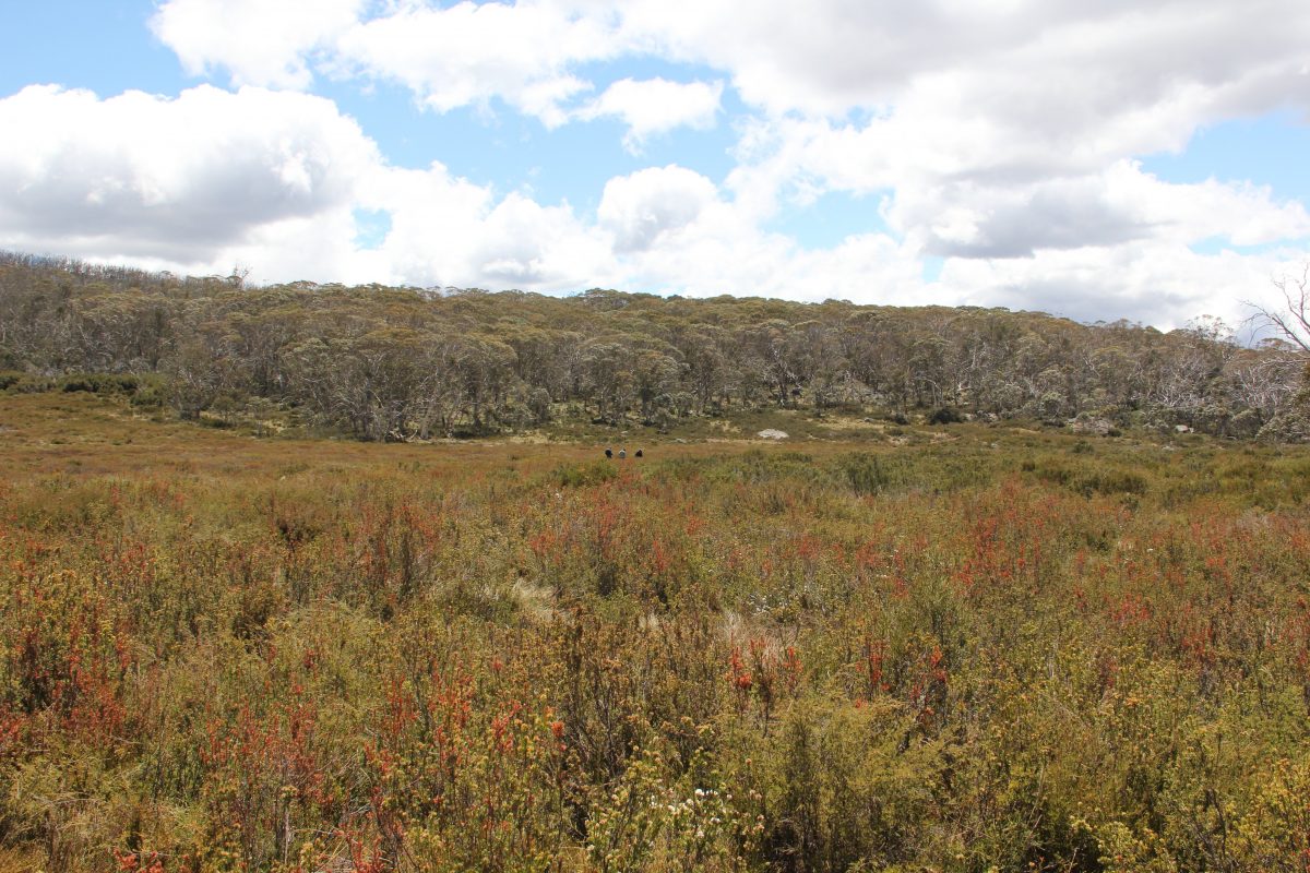 Bogland in Namadgi National Park