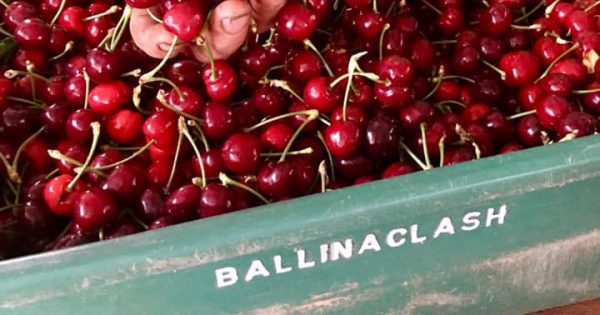 Cherry harvest is a sweet one on the South West Slopes