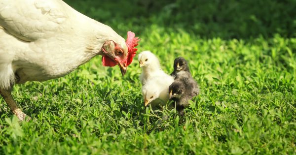 Chook Chat with Cheryl Nelson - the best medicine for Summer health