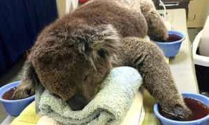 Queanbeyan quilters care for bushfire's furriest survivors