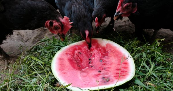 Chook Chat with Cheryl Nelson: are your chooks chill to face a heatwave?