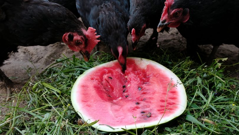 Watermelon is a cool treat 