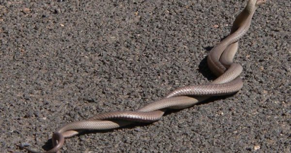 Living with snakes in the bush capital