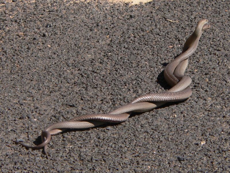 Eastern Brown Snakes