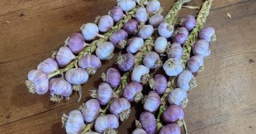 Notes from the Kitchen Garden: Christmas gifts and how to braid garlic