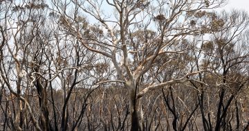 Services reduced in Queanbeyan-Palerang as region begins to recover from fire