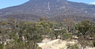 First stage of tree planting at Ingledene Forest south of Tharwa complete