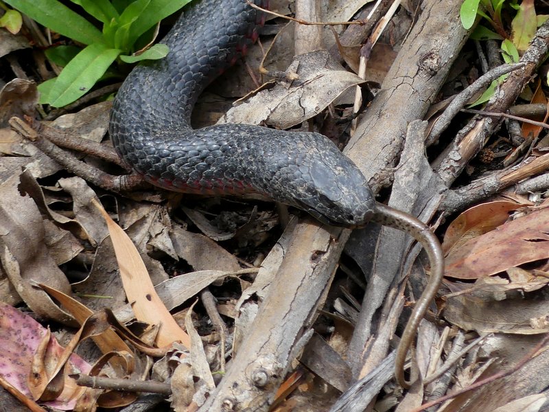 Red-bellied Black Snake