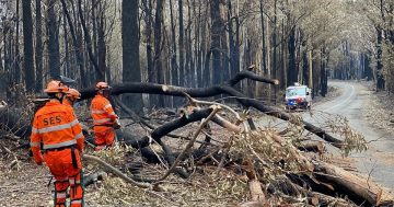 Man makes a run at police and council staff manning closed bush fire road