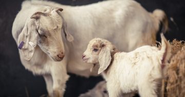 Tallaganda Fire - Farm Sanctuary evacuates animals just in time