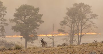 Bushfires a wake-up call for the future, say ANU scientists