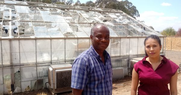 Years of priceless CSIRO research lost in hailstorm