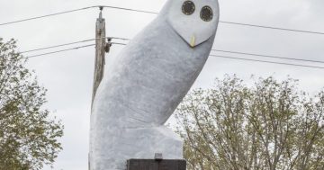 Icons of Canberra flagged for next stage of ACT coat of arms