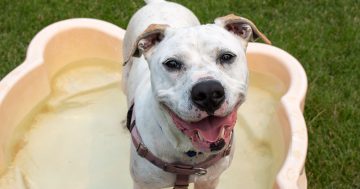 RSPCA’s Pets of the Week – Buddy, Flora and Fauna