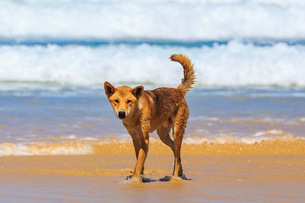 Dingo on Fraser Island