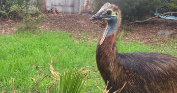 Another South Coast treasure gone: Tathra's Bird Park announces closure