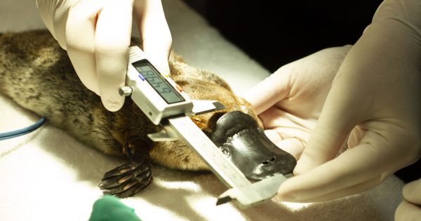 Seven platypus rescued from parched Tidbinbilla