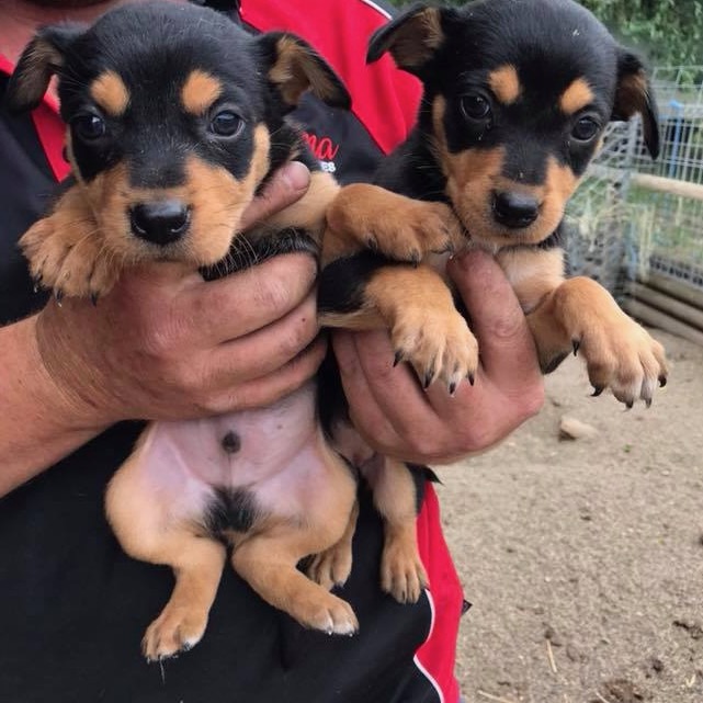 Kelpie pups