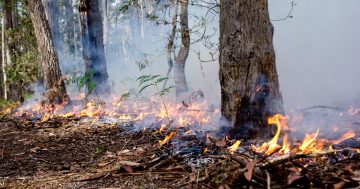 Traditional cool burns could save our bushland, says Koori community