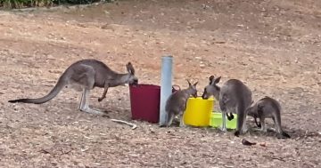 WOW! Wildlife watering group makes a splash