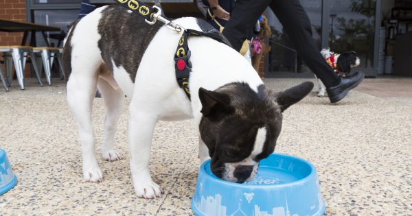 'Less landfill, more refill': New Woof Water initiative for Canberra's cafe canines