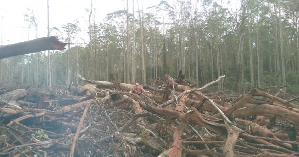 Calls for logging debris to be cleared on the South Coast to lower fire risk