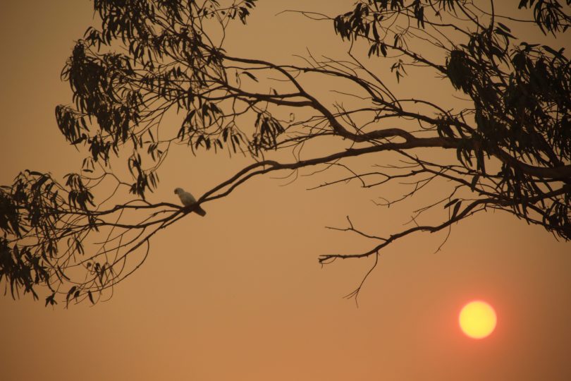 Corella in the firey sunset