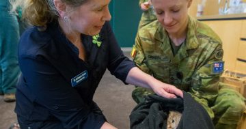 Rescue mission for threatened wildlife at Tidbinbilla